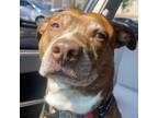 Adopt Asura - POCKET PITTY LOVE! a Brown/Chocolate Pit Bull Terrier / Mixed dog