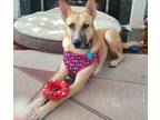 Adopt Nessie a Tan/Yellow/Fawn German Shepherd Dog dog in Pleasant Hill