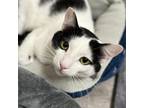 Adopt Gatsby a Domestic Short Hair