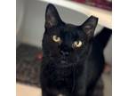 Adopt TarTar a Domestic Short Hair