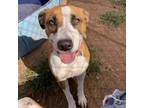 Adopt Hannah a Tan/Yellow/Fawn Mixed Breed (Medium) / Mixed dog in Sand Springs