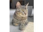 Adopt Randall a Gray, Blue or Silver Tabby Domestic Shorthair (short coat) cat