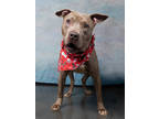 Adopt Eclipse-ADOPTED a Pit Bull Terrier, Mixed Breed