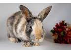 Adopt Tom a Dwarf / Mixed rabbit in Vernon, BC (38664077)