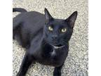 Adopt Obsidian a All Black Domestic Shorthair / Mixed cat in Hawthorne
