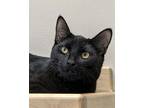 Adopt Jeremy a Domestic Shorthair / Mixed cat in Novato, CA (38839578)