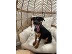 Adopt Fajita Meat a Black Bloodhound dog in Provo, UT (38726565)