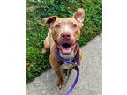 Adopt Birch a Brown/Chocolate Mixed Breed (Medium) / Mixed dog in Cincinnati