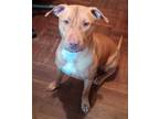 Adopt XP Cinnamon - Newark, NJ a Brown/Chocolate - with White Pit Bull Terrier /