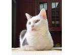 Adopt Snowy a White (Mostly) Domestic Shorthair / Mixed (short coat) cat in