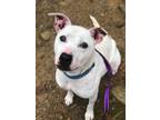 Adopt Petey Ward Steele a White Pit Bull Terrier / Mixed dog in Rockaway