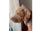 Adopt Batter GCH a Labrador Retriever / Mixed dog in Rockaway, NJ (38880175)