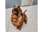Adopt Bojangles a Tan/Yellow/Fawn Bloodhound / Mixed dog in FREEPORT