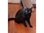 Adopt Nikki a All Black Domestic Shorthair / Mixed (short coat) cat in Rockaway