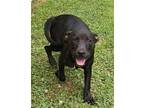 Adopt Barney Lizman a Black Pit Bull Terrier / Mixed dog in Rockaway