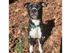 Adopt Rogue a Black Pit Bull Terrier / Mixed dog in Greensboro, NC (38841593)