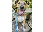 Adopt Goldie (Bee Lonestar) a Brindle - with White Boxer / Labrador Retriever /