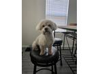 Adopt Jay B a White - with Brown or Chocolate Maltipoo / Mixed dog in Forney