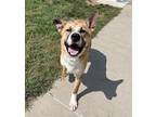 Adopt Socks a Shepherd (Unknown Type) / Mixed dog in Sioux City, IA (38687308)