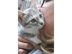 Adopt Dawn a Domestic Shorthair (short coat) cat in Half Moon Bay, CA (38839819)