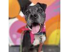 Adopt Shadey a Black - with White American Staffordshire Terrier / Mixed Breed