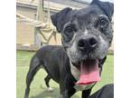 Adopt Shadey a Black - with White Boxer / Labrador Retriever dog in Whitestone
