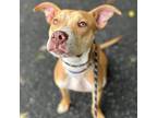 Adopt Willy Wonka a American Staffordshire Terrier dog in Whitestone
