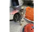 Adopt Chester a Brown Tabby Domestic Shorthair / Mixed (short coat) cat in