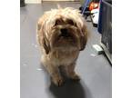 Adopt 24-04-1081 Sunny a Lhasa Apso