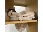 Adopt Cotton a Brown or Chocolate Domestic Shorthair / Mixed cat in Spokane