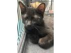 Adopt Adalyn a All Black Domestic Shorthair / Mixed (short coat) cat in