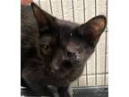 Adopt Aleeah a All Black Domestic Shorthair / Mixed (short coat) cat in