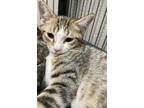 Adopt Drew a Brown Tabby Domestic Shorthair / Mixed (short coat) cat in