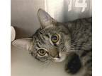 Adopt Jeffre a Brown Tabby Domestic Shorthair / Mixed (short coat) cat in
