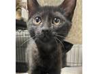 Adopt Messer a All Black Domestic Shorthair / Mixed (short coat) cat in