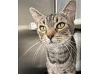 Adopt Olive a Brown Tabby Domestic Shorthair / Mixed (short coat) cat in