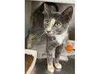Adopt Millicent a Calico or Dilute Calico Calico / Mixed (short coat) cat in