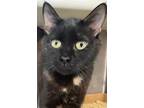 Adopt Rebel a Tortoiseshell Domestic Shorthair / Mixed (short coat) cat in