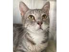 Adopt Magnolia a Gray, Blue or Silver Tabby Domestic Shorthair / Mixed (short