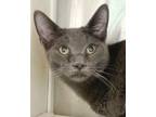 Adopt Elijah a Gray or Blue Domestic Shorthair / Mixed (short coat) cat in