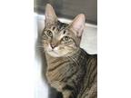Adopt Judd a Brown Tabby Domestic Shorthair / Mixed (short coat) cat in