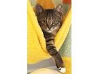 Adopt Millennium a Brown Tabby Domestic Shorthair / Mixed (short coat) cat in