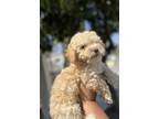 Adopt Pierre a Tan/Yellow/Fawn - with Black Maltipoo dog in Harlingen