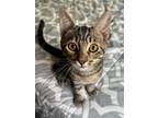 Adopt Jaskier a Spotted Tabby/Leopard Spotted Domestic Shorthair cat in Oakdale
