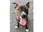 Adopt Fallon- Adopt Me! a Cattle Dog / American Staffordshire Terrier / Mixed