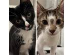 Adopt Walla Walla & Loam a Domestic Shorthair / Mixed cat in Brooklyn