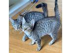 Adopt Bamba & Bissly a Brown Tabby Domestic Shorthair / Mixed cat in Brooklyn