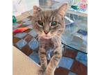 Adopt Shadow MXV a Gray or Blue Domestic Shorthair / Mixed cat in Brooklyn