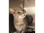 Adopt Kiki a Domestic Shorthair / Mixed cat in Versailles, KY (38700035)