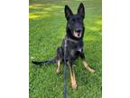 Adopt Bella Notte a Black German Shepherd Dog / Mixed dog in Newport Beach